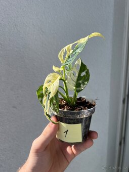 Monstera Adansonii Albo/Variegata a Mint - 2