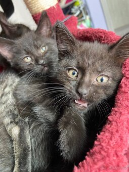 Mainská mývalí - 2