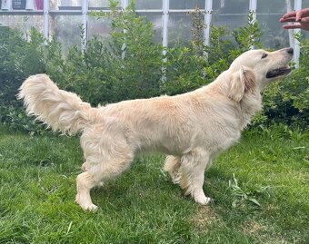 Štěňátka zlatý retrívr s PP - 2