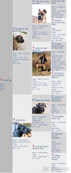 Fenka Cane Corso s PP - 2