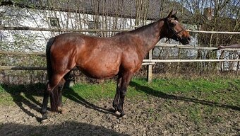 klisna do chovu, rekreaci - 2