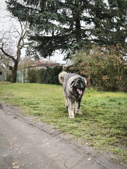 Kavkazský pastevecký pes - 2