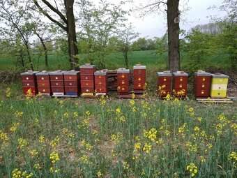 Včelí oddělky s matkou F1 rok 2026 - rezervace - 2