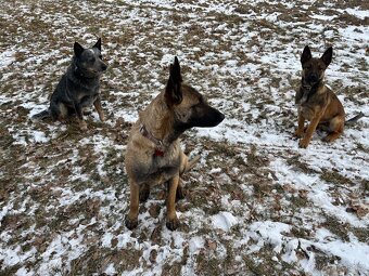 Vlček hledá domov - 2