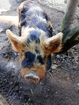 Kune kune - 2