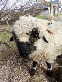 Walliserské ovce - 2