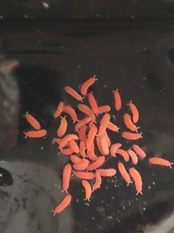 Červení chvostoskoci - Bilobella braunerae - 2