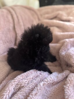 Pomeranian - 2