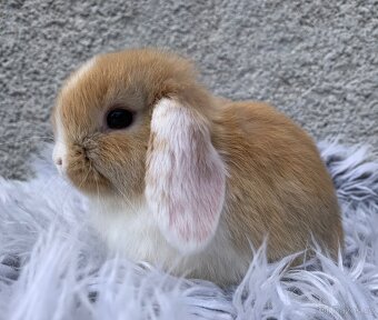 ❤️❤️Minilop Kralicek Beránek mimi k rezervaci - 2