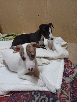Whippet-Vipet - 2
