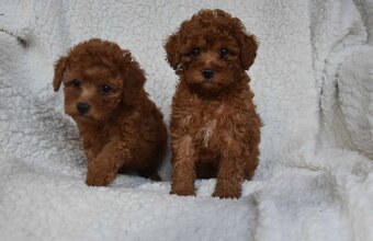 maltipoo - 2