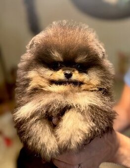 POMERANIAN S PP FCI - z Malebného povltaví - 2