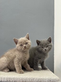 Na prodej roztomilá britská koťátka🐾 - 2