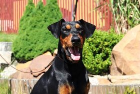 Německý pinč - krytí - 2