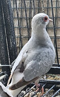 Holoubek diamantový - 2