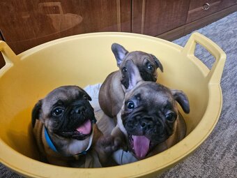 Francouzský buldoček - 2