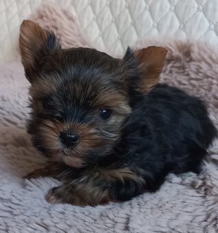 Jorkšírský teriér  pejskové - 2