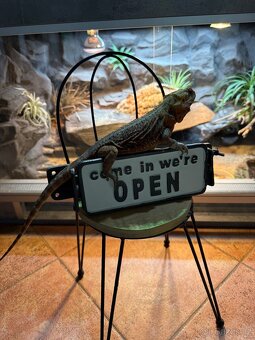 Agama vousatá SAMIČKA - 2