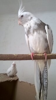 korelka samecek rucne dokrmena - 2