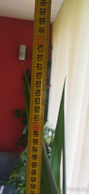 3x yucca 140-190 cm v plastovém květináči i jednotlivě - 2