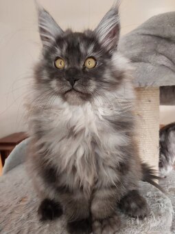 MAINE COON - Mainská mývalia s PP - 2