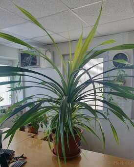 pandanus sanderi - 2