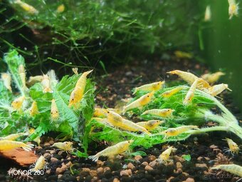 Krevetky Caridina - Yellow Bolt - 2