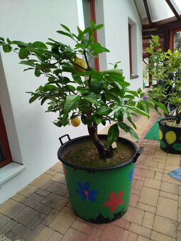 Citron - 2