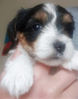 Shanim Jorkšírský teriér, Biewer terrier kluk s i bez PP - 2
