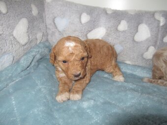 Maltipoo štěňátka - 2