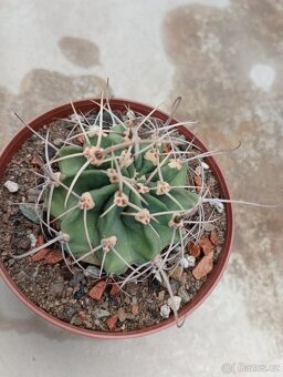 Kaktusy 🌵 - 2