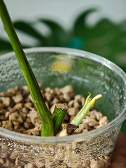 Monstera Laniata Mottled - 2