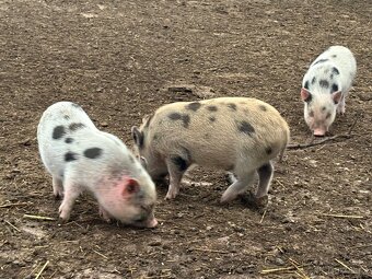 Gottingentské mini prasátka - 2