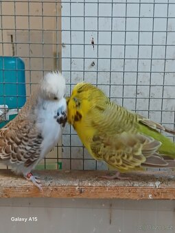 Výstavní  andulky - 2