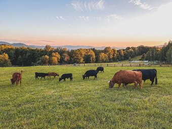 Rezervace na dexter jalovice s POP na rok 2026 - 2