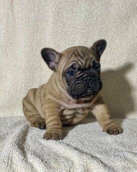 TOP francouzský buldoček s PP FCI - 2