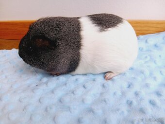 Morče - morčata - samcie do role mazlíčků - 2