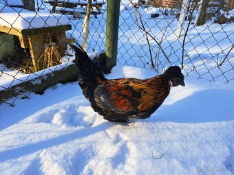 Kohout křížence hedvábničky - 2