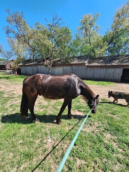 Welsh pony D valach 3roky - 2