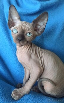 Kanadský sphynx s pp - 2