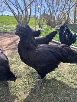 Ayam Cemani - 2