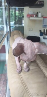 Sphynx holčička - 2