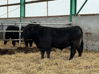 Plemenní býci Aberdeen Angus - 2