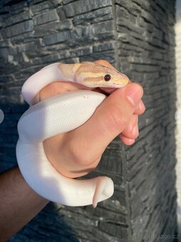 Krajta královská / Python regius - Banana Piebald NZ/24 - 2