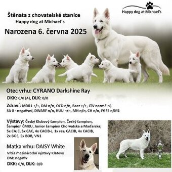 Bílý švýcarský ovčák s PP - 2