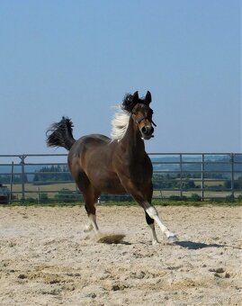 Paint horse hřebeček 2024 - 2