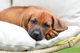 Štěňátko rhodéského ridgebacka - nestandardní kluk s PP - 2