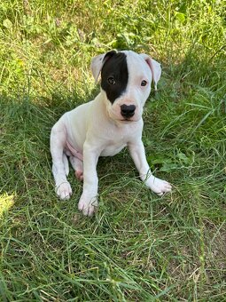 Americký pitbulteriér APBT s pp - 2