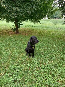 Labrador retrívr s PP - krytí - 2