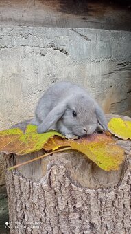 Zakrslý Beránek - 2